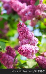 Lilac branch over blue sky, springtime