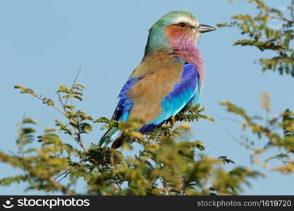 Lilac-breasted roller  Coratias caudata  perched on a tree, Kruger National Park, South Africa 