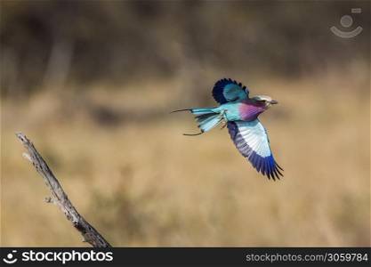 Lilac breasted roller in flight isolated in natural background in Kruger National park, South Africa ; Specie Coracias caudatus family of Coraciidae. Lilac breasted roller in Kruger National park, South Africa