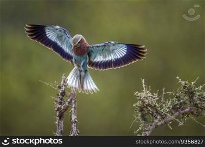 Lilac breasted roller in flight open wings in Kruger National park, South Africa ; Specie Coracias caudatus family of Coraciidae. Lilac breasted roller in Kruger National park, South Africa