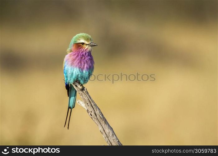 Lilac breasted roller isolated in natural background in Kruger National park, South Africa ; Specie Coracias caudatus family of Coraciidae. Lilac breasted roller in Kruger National park, South Africa