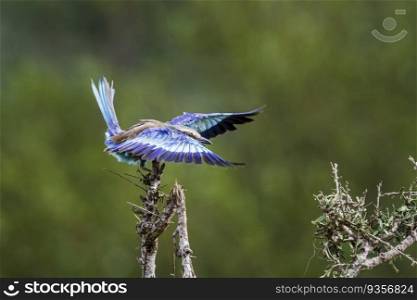Lilac breasted roller landing on a branch spread wings in Kruger National park, South Africa ; Specie Coracias caudatus family of Coraciidae. Lilac breasted roller in Kruger National park, South Africa