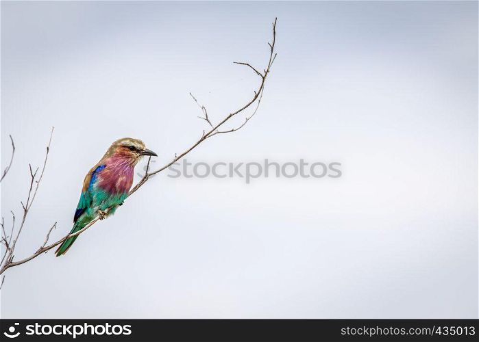 Lilac-breasted roller on a branch in the Okavango delta, Botswana.