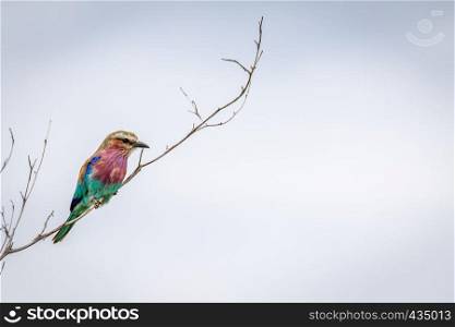 Lilac-breasted roller on a branch in the Okavango delta, Botswana.