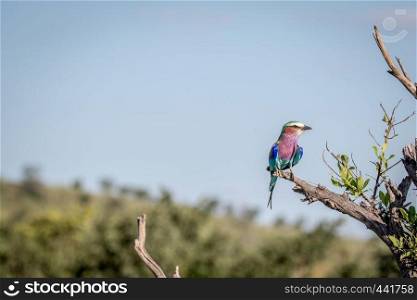 Lilac-breasted roller sitting on a branch in the Chobe National Park, Botswana.