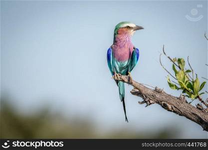 Lilac-breasted roller sitting on a branch in the Chobe National Park, Botswana.