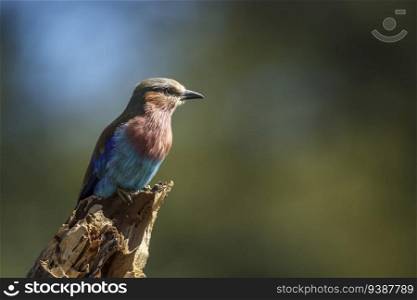 Lilac breasted roller standing on a log isolated in natural background in Kruger National park, South Africa   Specie Coracias caudatus family of Coraciidae. Lilac breasted roller in Kruger National park, South Africa