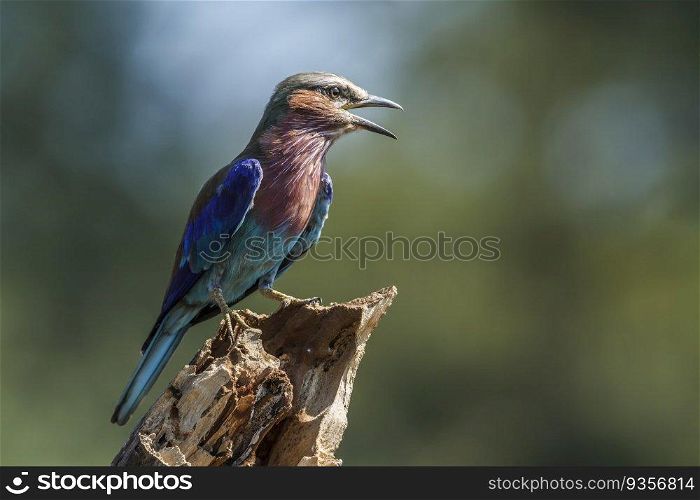 Lilac breasted roller standing on a trunk isolated in natural background in Kruger National park, South Africa   Specie Coracias caudatus family of Coraciidae. Lilac breasted roller in Kruger National park, South Africa