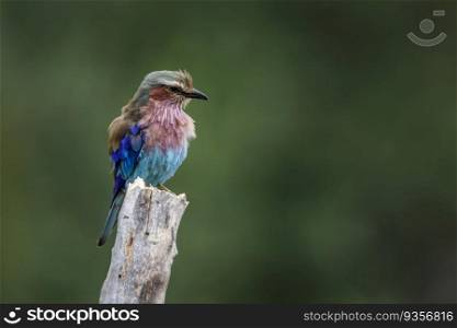 Lilac breasted roller standing on a trunk isolated in natural background in Kruger National park, South Africa ; Specie Coracias caudatus family of Coraciidae. Lilac breasted roller in Kruger National park, South Africa