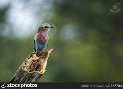 Lilac breasted roller standing on log isolated in natural background in Kruger National park, South Africa   Specie Coracias caudatus family of Coraciidae. Lilac breasted roller in Kruger National park, South Africa