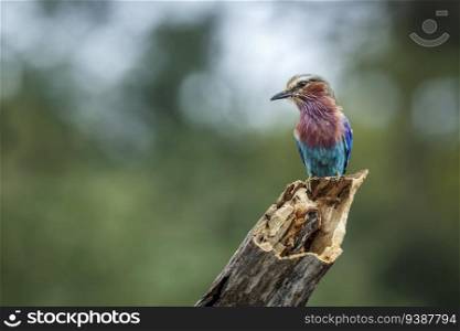 Lilac breasted roller standing on log isolated in natural background in Kruger National park, South Africa   Specie Coracias caudatus family of Coraciidae. Lilac breasted roller in Kruger National park, South Africa