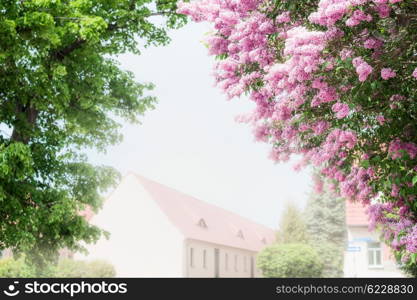 Lilac bush blossoms over village houses background