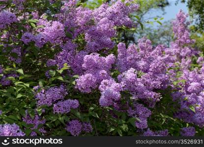 Lilac bush in the park. Spring Morning.