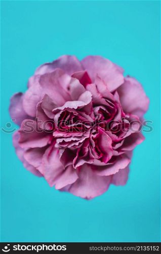 lilac carnation turquoise