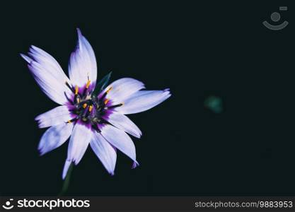 lilac catanache flower on a dark background with space for text on the right