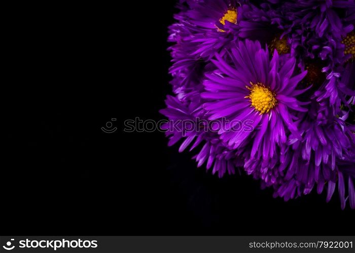 lilac chrysanthemum
