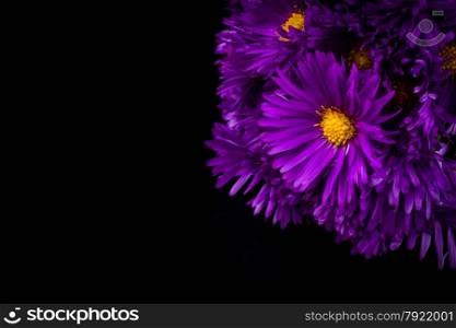 lilac chrysanthemum