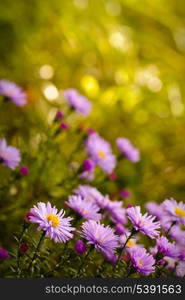 Lilac daisy flowers over green defocused natural background in sunny day. Selective focus. Postcard