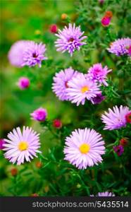 Lilac daisy flowers over green defocused natural background in sunny day. Selective focus. Postcard