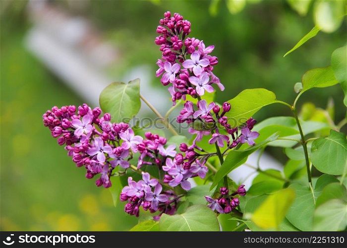 Lilac flower blooming in a garden