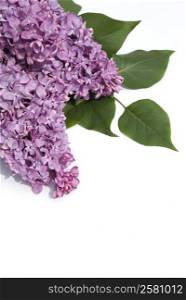 Lilac flower isolated on white background