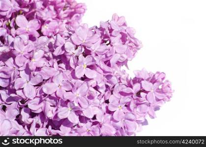 lilac flower isolated on white background