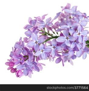 Lilac flower isolated on white background. Syringa vulgaris