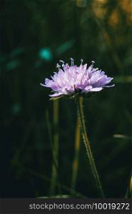 lilac flower of knautia arvensis on a sunny day in the field