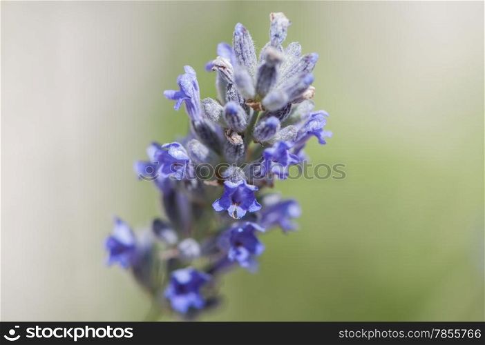 lilac flower on a blurred background