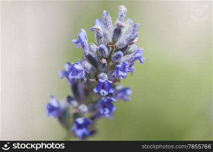 lilac flower on a blurred background