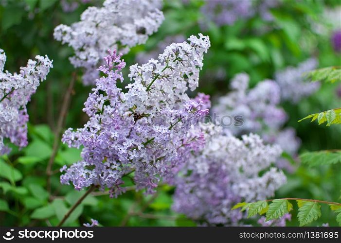 Lilac flower on bush. Spring nature composition.