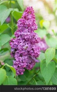 Lilac flower on bush. Spring nature composition.