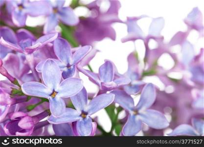 Lilac flower on white background. Syringa vulgaris