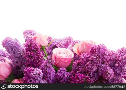 Lilac flowers. Border of purple Lilac flowers with pink roses isolated on white background