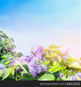 lilac flowers bunch over sunny sky background
