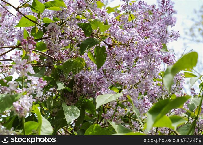 lilac flowers Bush, floral background, blooming green plants,. lilac flowers Bush, blooming green plants, floral background,