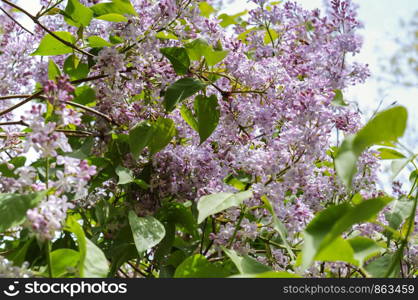 lilac flowers Bush, floral background, blooming green plants,. lilac flowers Bush, blooming green plants, floral background,