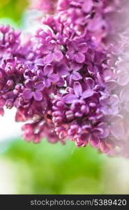 Lilac flowers close up, natural spring background