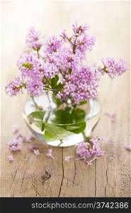 lilac flowers in vase