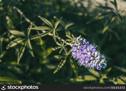 lilac flowers of vitex agnus seen close up on a sunny day