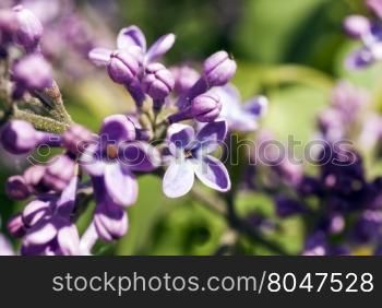 lilac flowers on blurred background, closeup