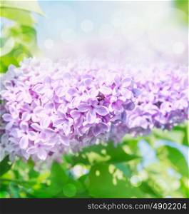 lilac flowers over sun leaves blurred background, close up