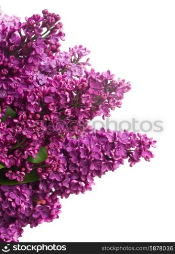 Lilac flowers. Purple Lilac fresh flowers isolated on white background