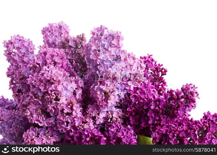 Lilac flowers. Two shades of Lilac fresh flowers close up isolated on white background