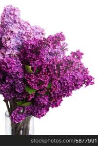 Lilac flowers. Two shades of Lilac fresh flowers isolated on white background