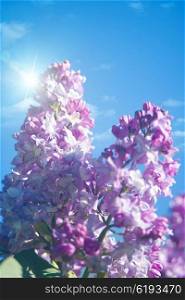 lilac flowers under blue skies, abstract natural backgrounds