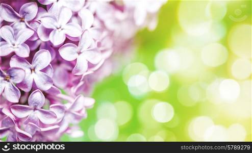 Lilac flowers with beauty bokeh, abstract floral backgrounds