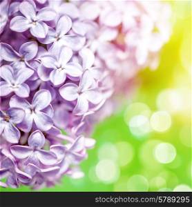 Lilac flowers with beauty bokeh, abstract floral backgrounds