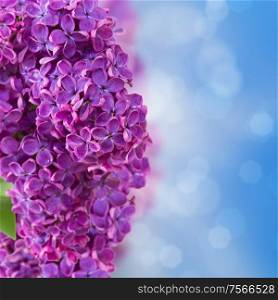 Lilac flowers with defocused sky background with copy space