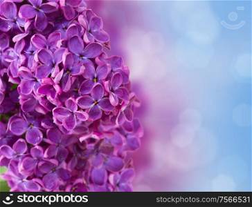 Lilac flowers with defocused sky background with copy space